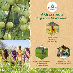 Organic India Tulsi Sweet Lemon Green Tea 25 Infusion Bag Organic India Tulsi Sweet Lemon Green Tea 25 Infusion Bag